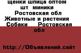 щенки шпица оптом 9 шт. миники - Ростовская обл. Животные и растения » Собаки   . Ростовская обл.